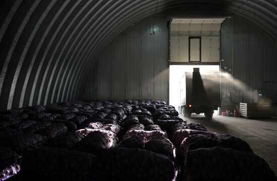 Russia Agriculture Vegetables Harvesting