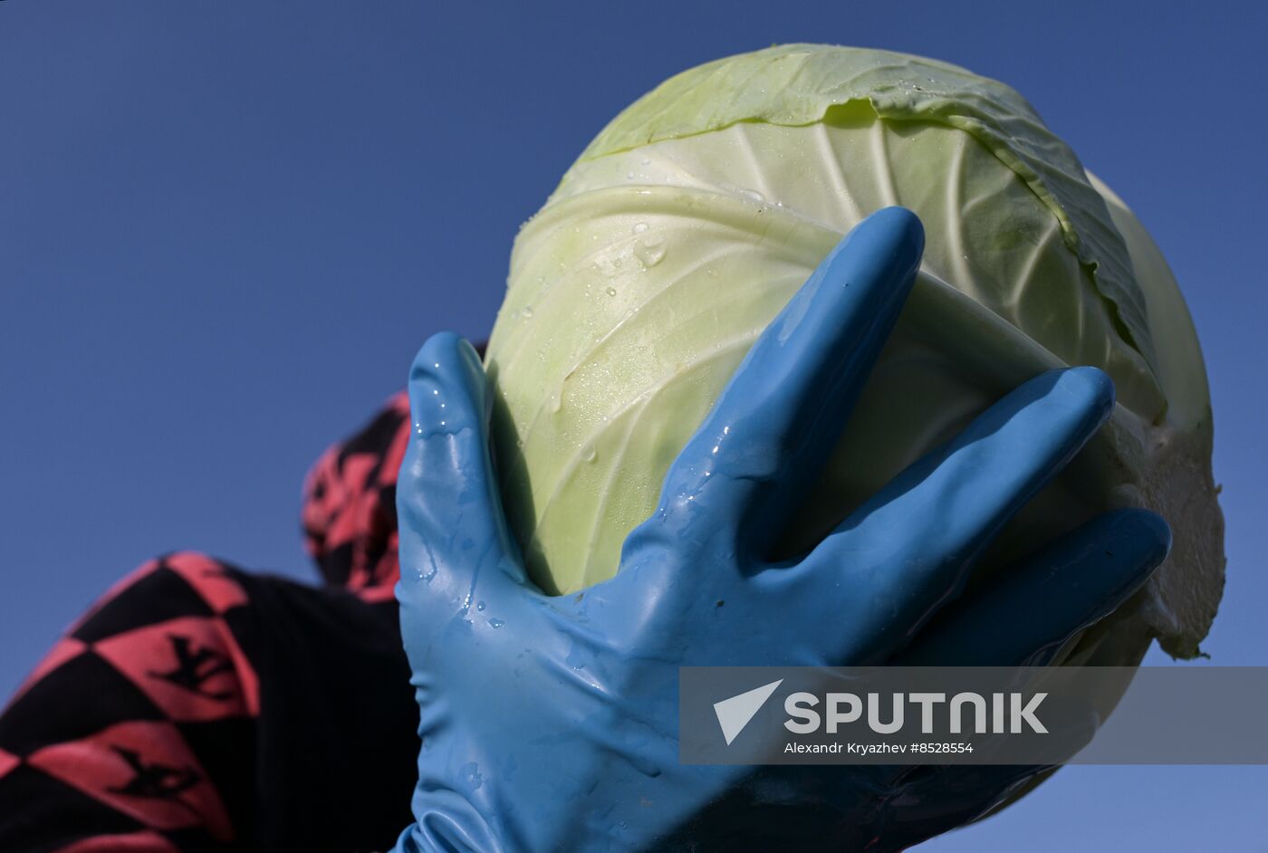 Russia Agriculture Vegetables Harvesting