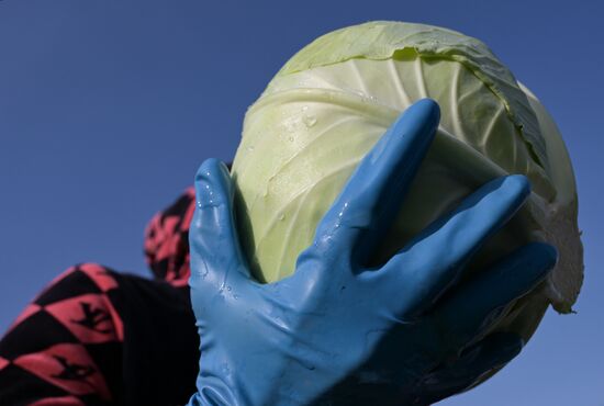 Russia Agriculture Vegetables Harvesting