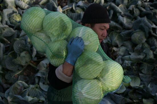 Russia Agriculture Vegetables Harvesting