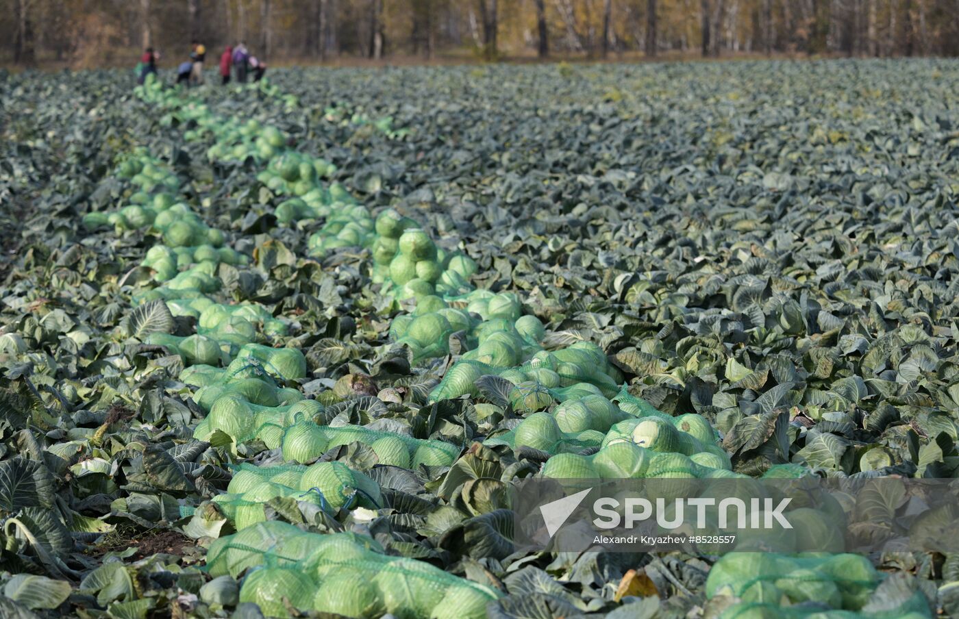 Russia Agriculture Vegetables Harvesting