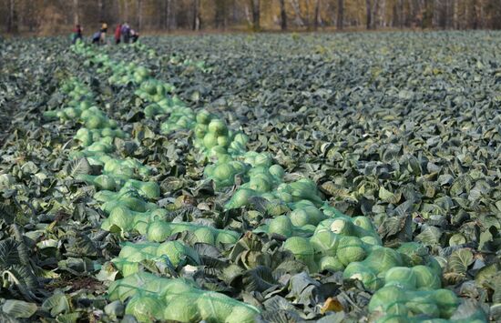 Russia Agriculture Vegetables Harvesting