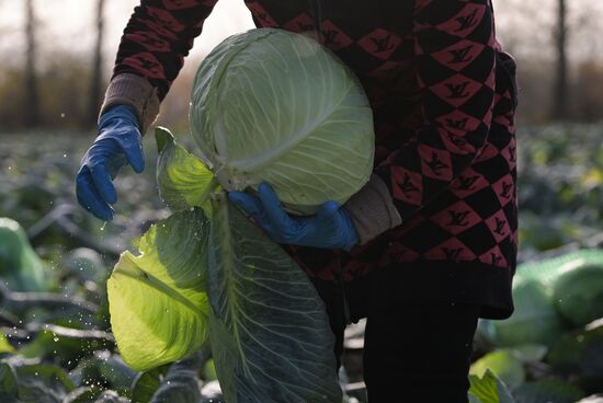 Russia Agriculture Vegetables Harvesting