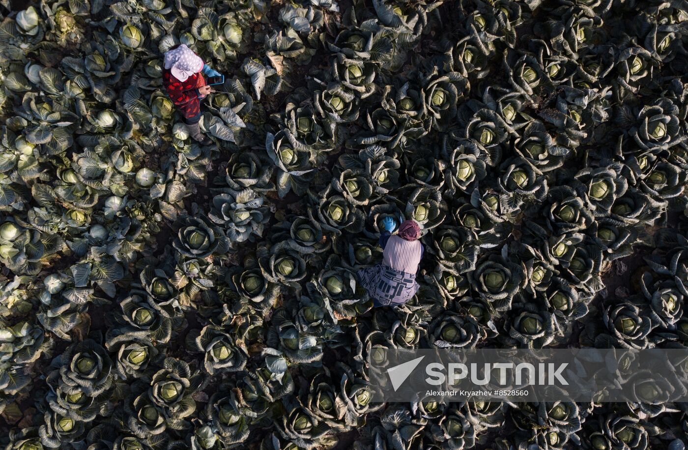 Russia Agriculture Vegetables Harvesting