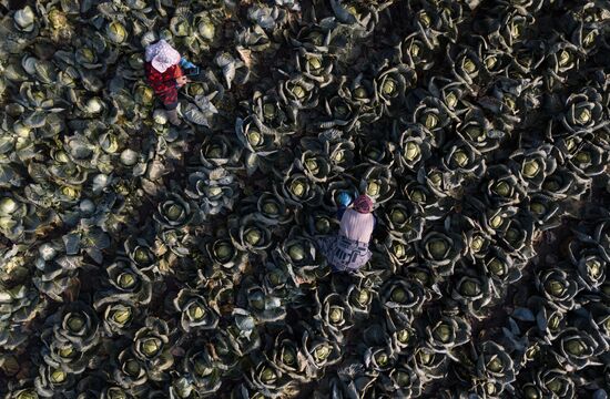 Russia Agriculture Vegetables Harvesting