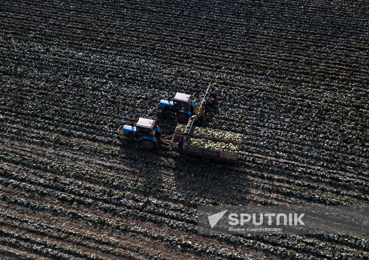 Russia Agriculture Vegetables Harvesting