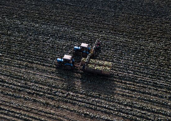 Russia Agriculture Vegetables Harvesting