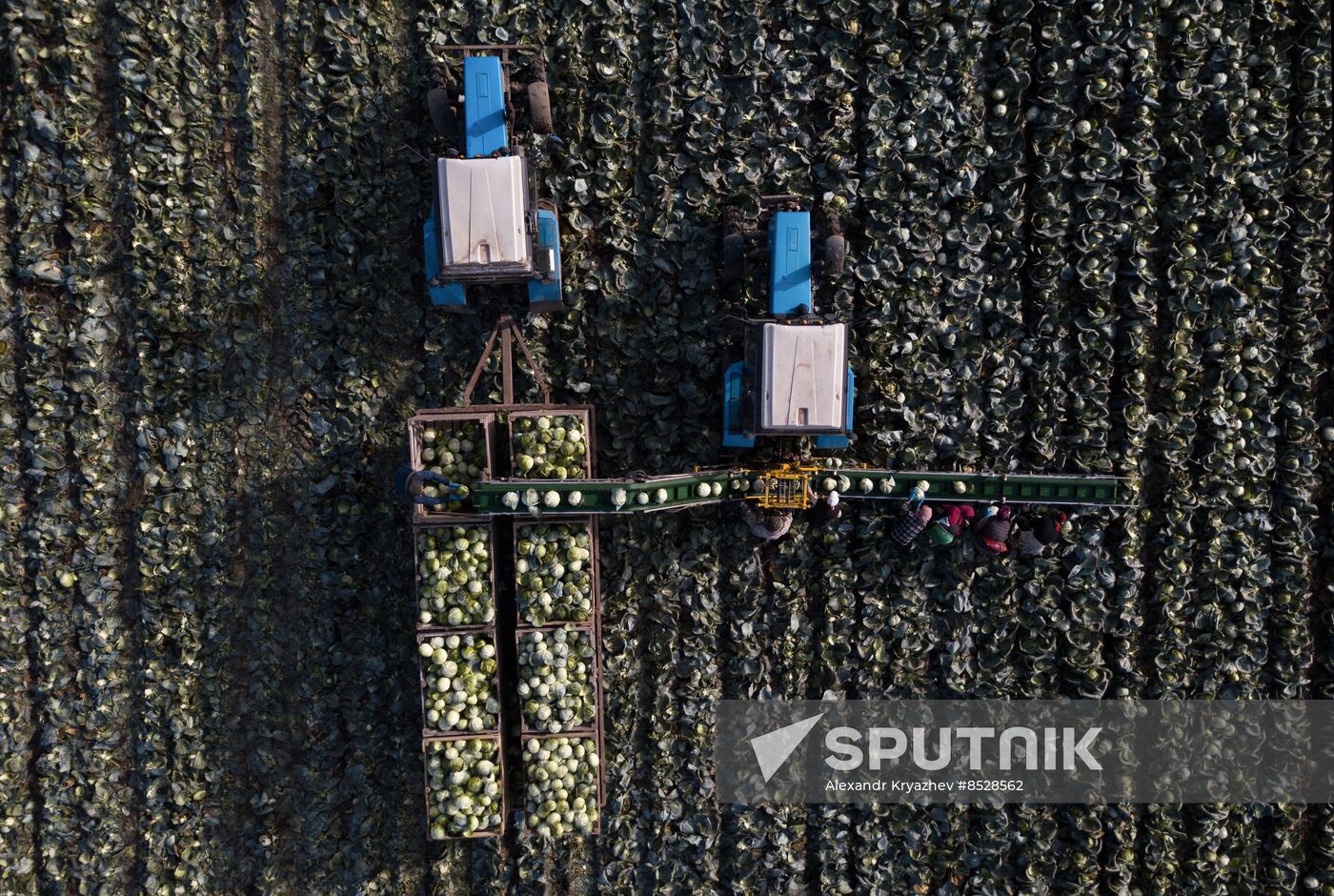 Russia Agriculture Vegetables Harvesting