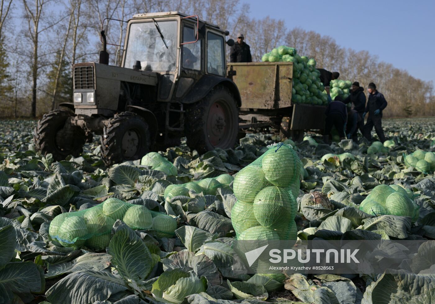 Russia Agriculture Vegetables Harvesting