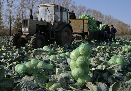 Russia Agriculture Vegetables Harvesting