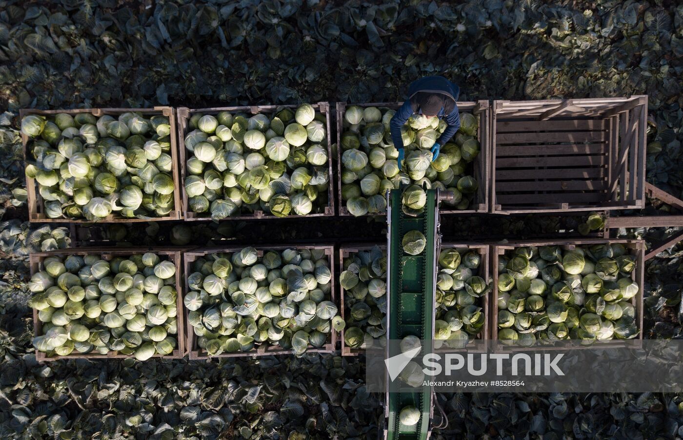 Russia Agriculture Vegetables Harvesting