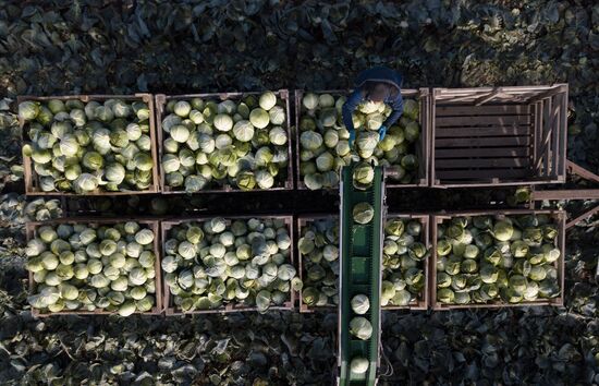 Russia Agriculture Vegetables Harvesting