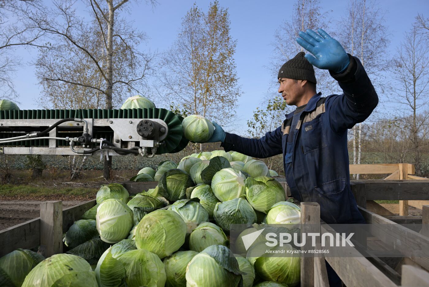 Russia Agriculture Vegetables Harvesting