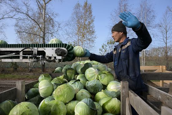 Russia Agriculture Vegetables Harvesting
