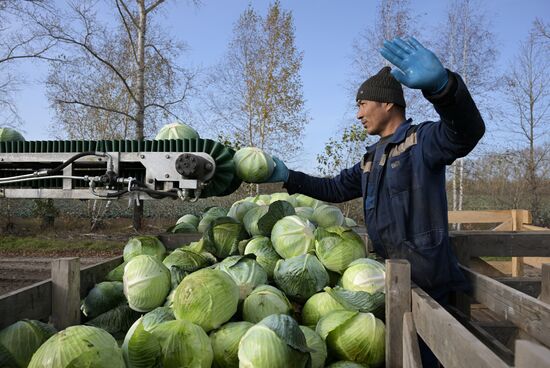 Russia Agriculture Vegetables Harvesting