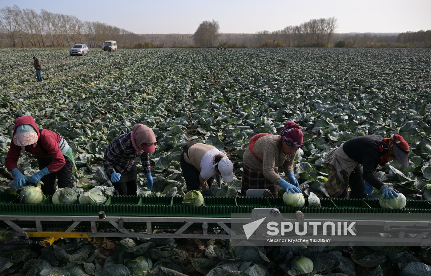 Russia Agriculture Vegetables Harvesting