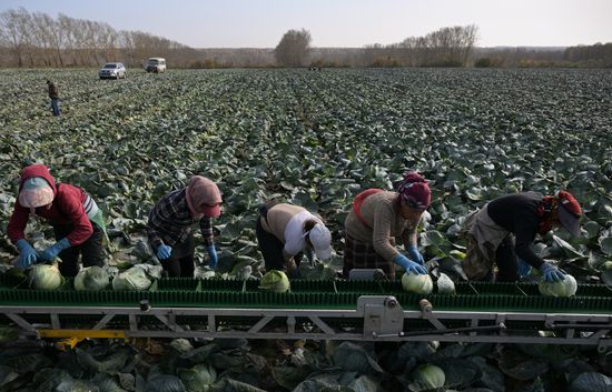 Russia Agriculture Vegetables Harvesting