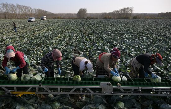 Russia Agriculture Vegetables Harvesting