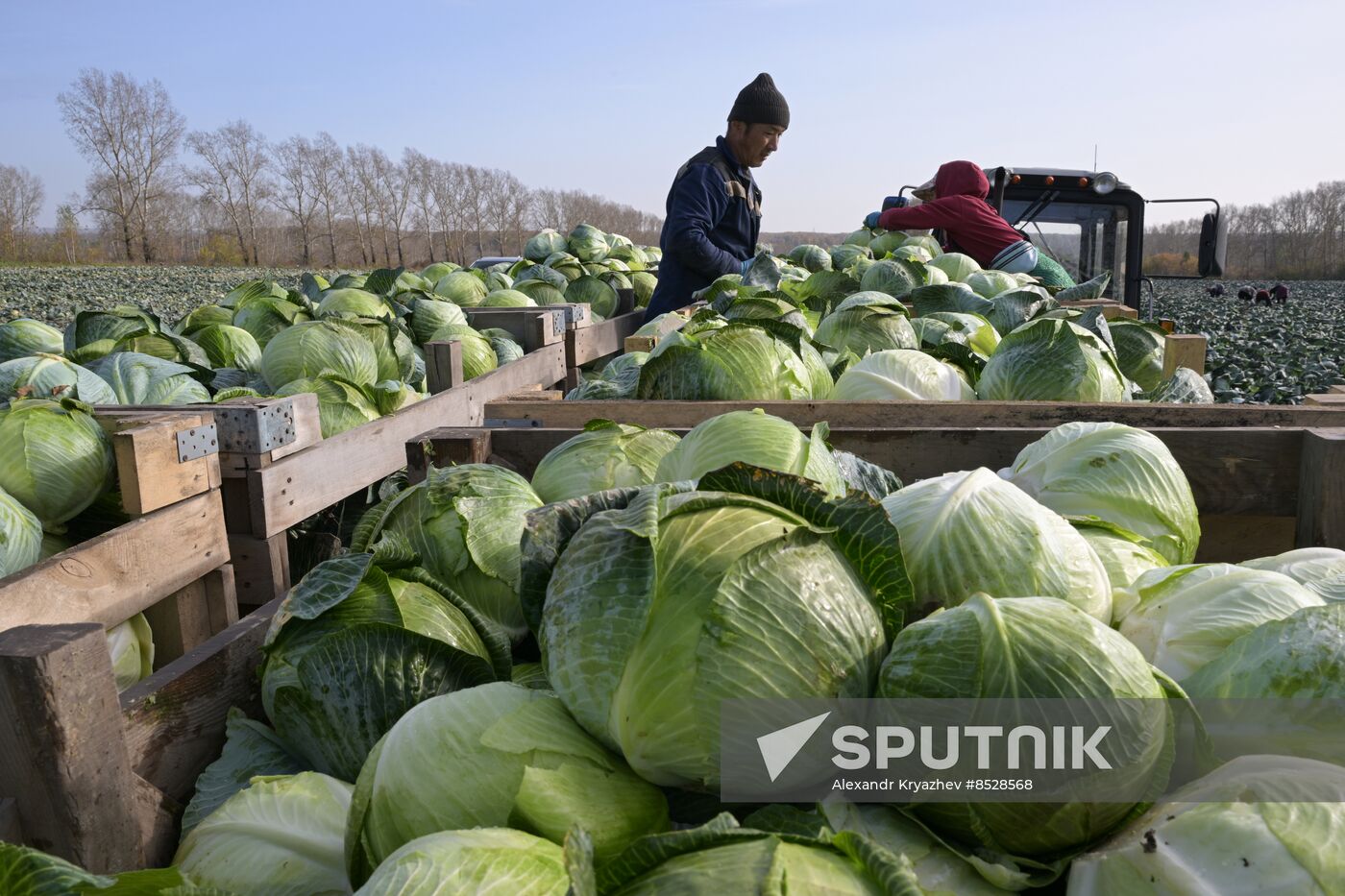 Russia Agriculture Vegetables Harvesting