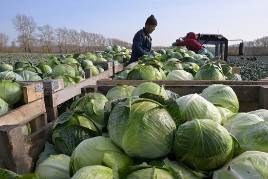 Russia Agriculture Vegetables Harvesting