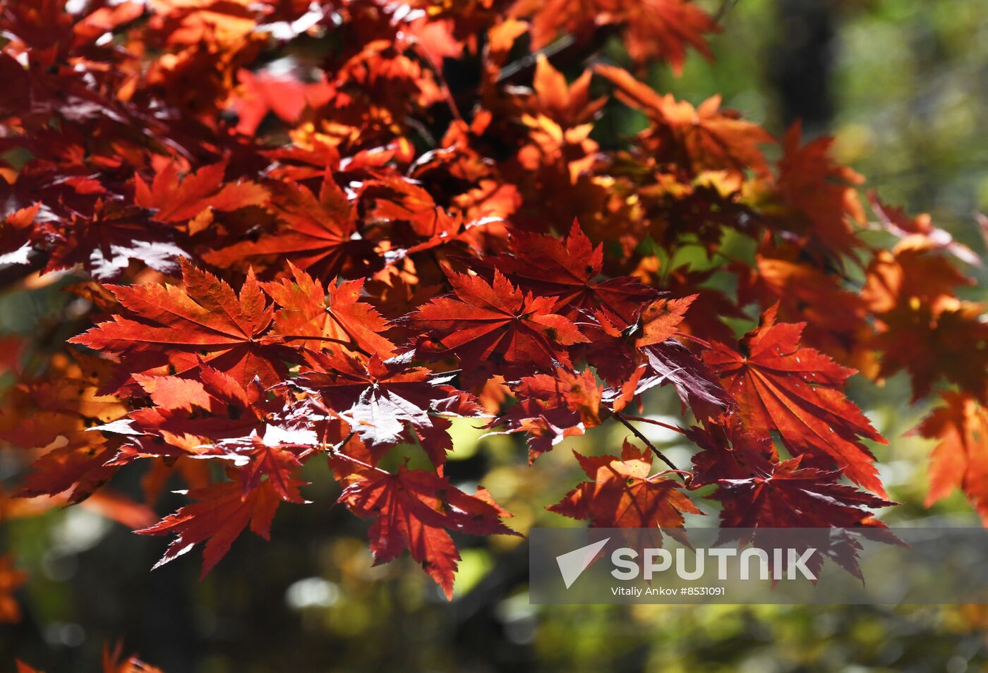 Autumn in Primorye Territory