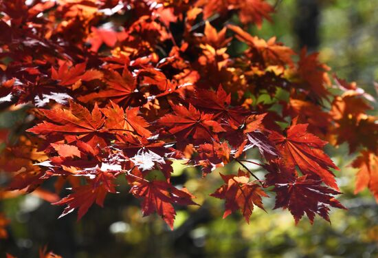 Autumn in Primorye Territory