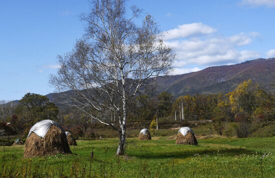 Autumn in Primorye Territory