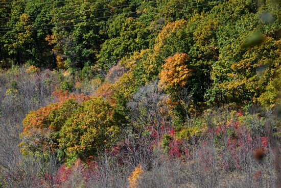 Autumn in Primorye Territory