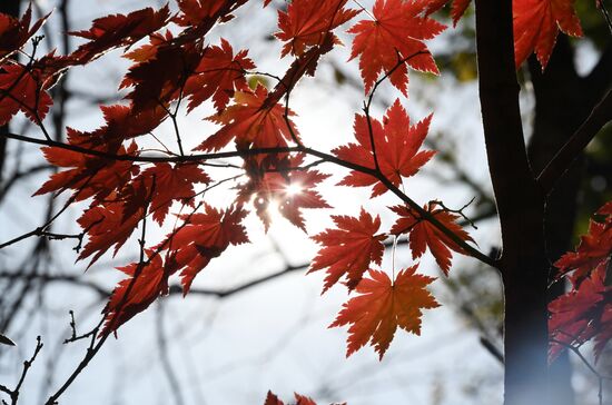 Autumn in Primorye Territory