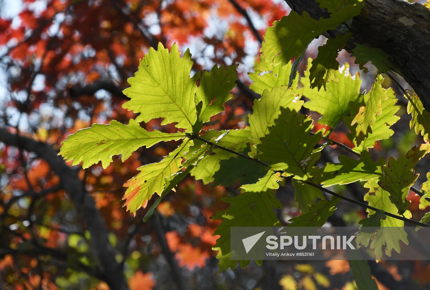 Autumn in Primorye Territory