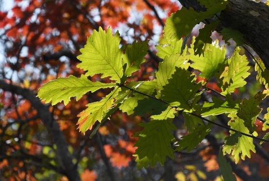 Autumn in Primorye Territory