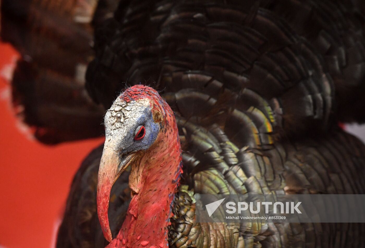 Russia Darwin Museum Anniversary