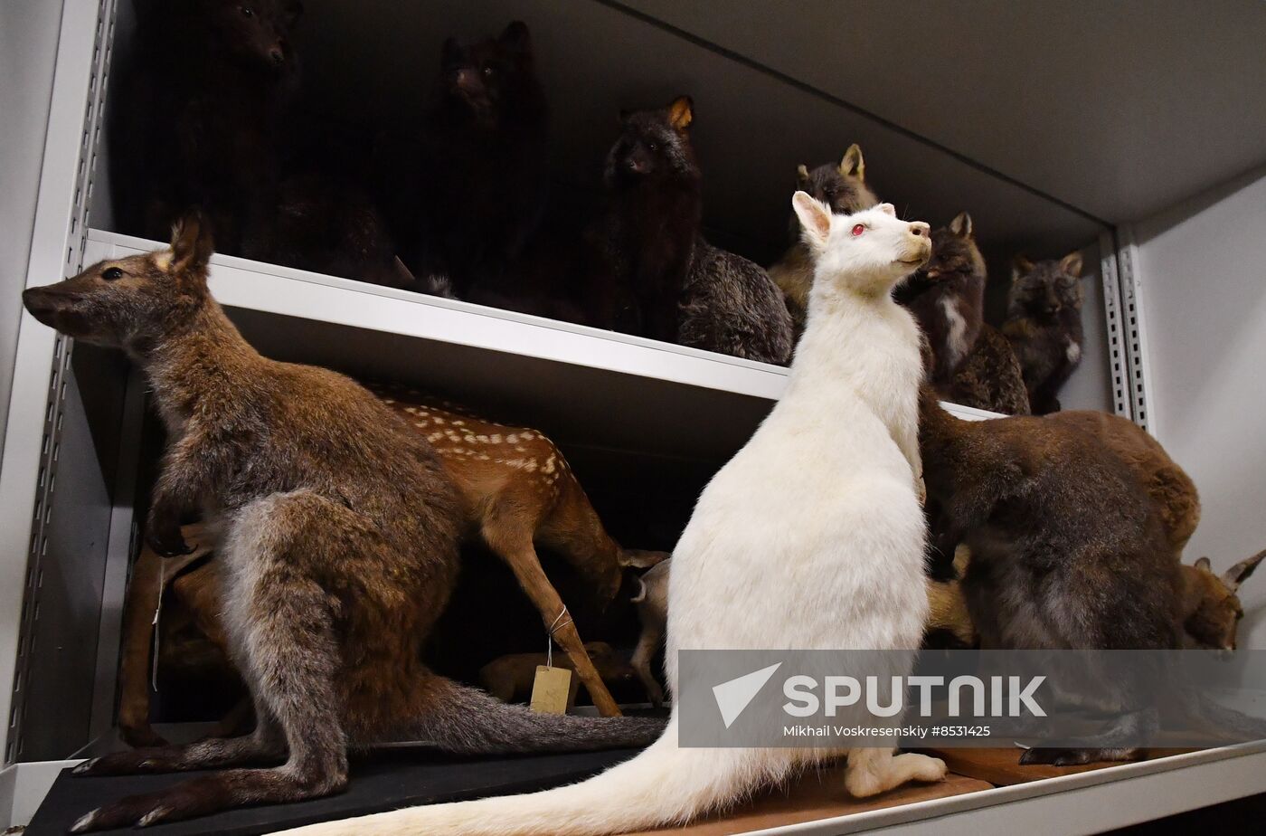 Russia Darwin Museum Anniversary