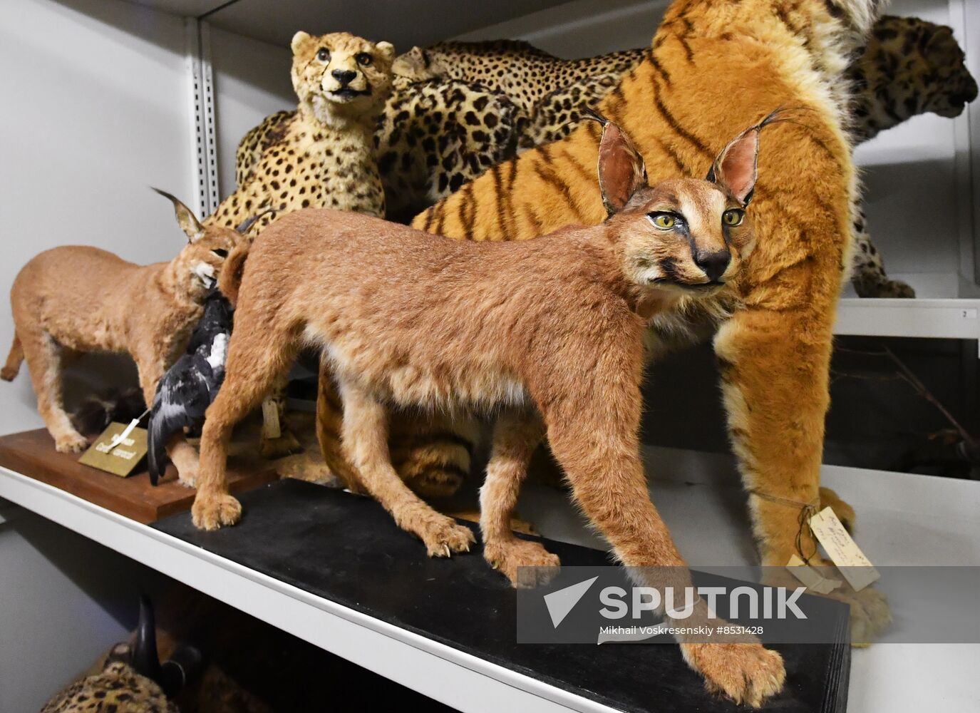 Russia Darwin Museum Anniversary