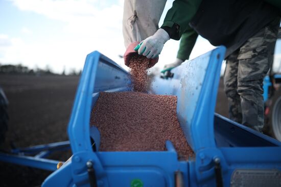 Russia Agriculture Winter Wheat Sowing