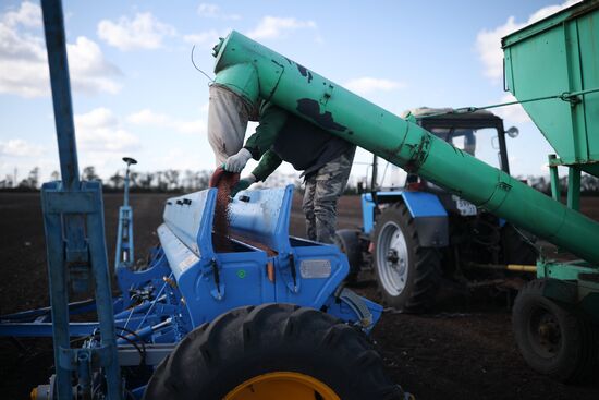 Russia Agriculture Winter Wheat Sowing