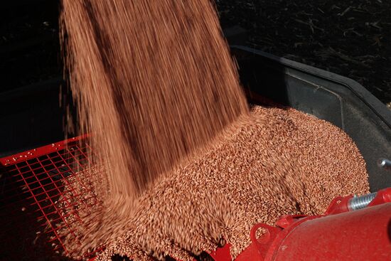 Russia Agriculture Winter Wheat Sowing