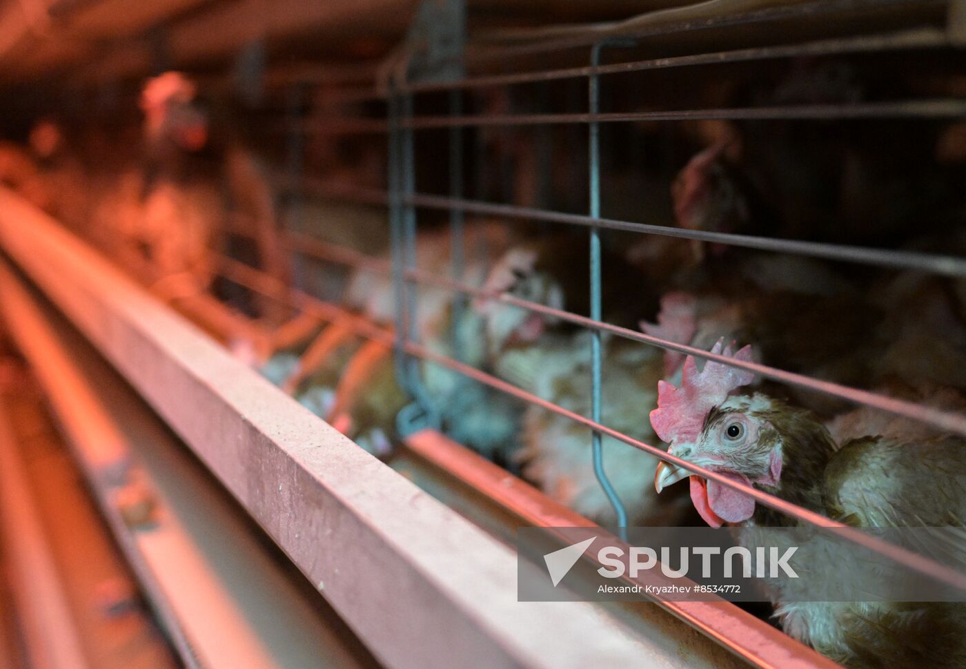 Russia Agriculture Poultry