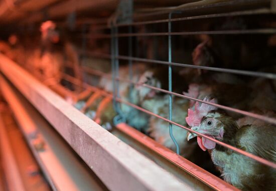 Russia Agriculture Poultry