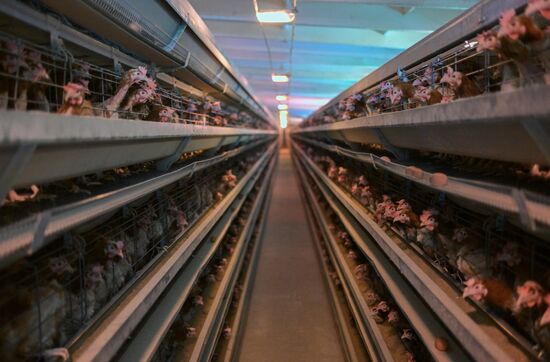 Russia Agriculture Poultry