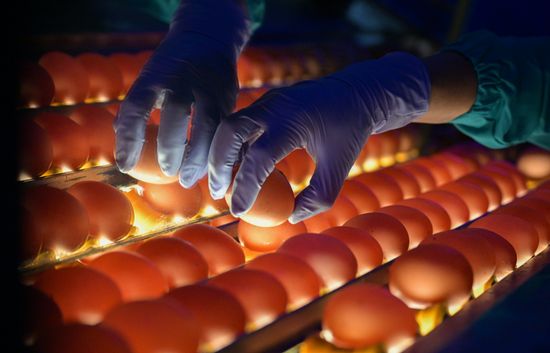 Russia Agriculture Poultry