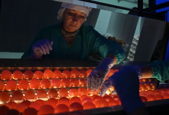 Russia Agriculture Poultry