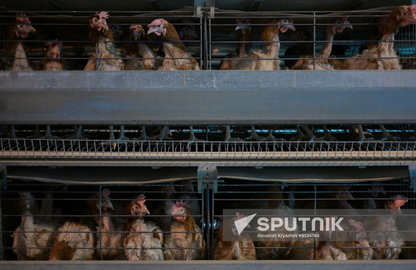 Russia Agriculture Poultry