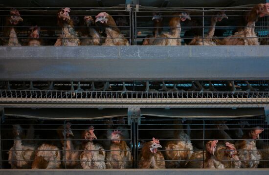 Russia Agriculture Poultry