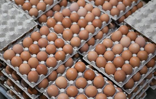 Russia Agriculture Poultry