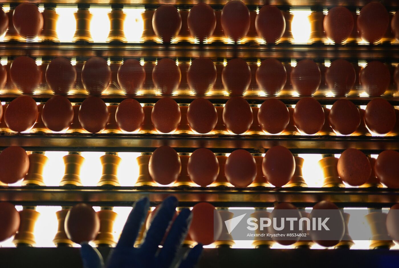 Russia Agriculture Poultry