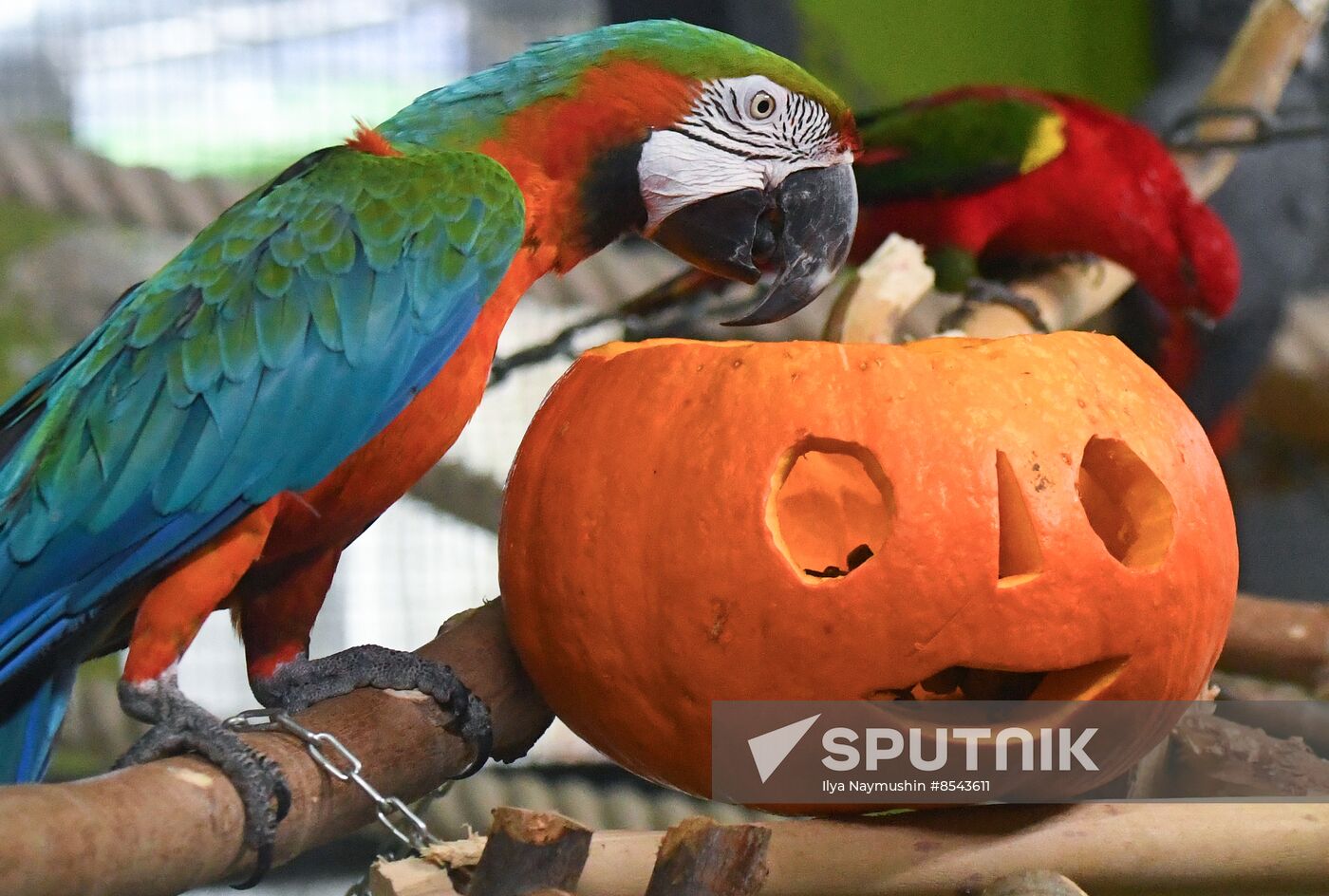 Russia Zoo Pumpkin Day