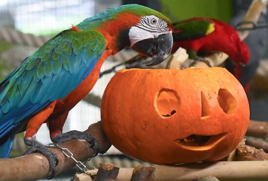 Russia Zoo Pumpkin Day