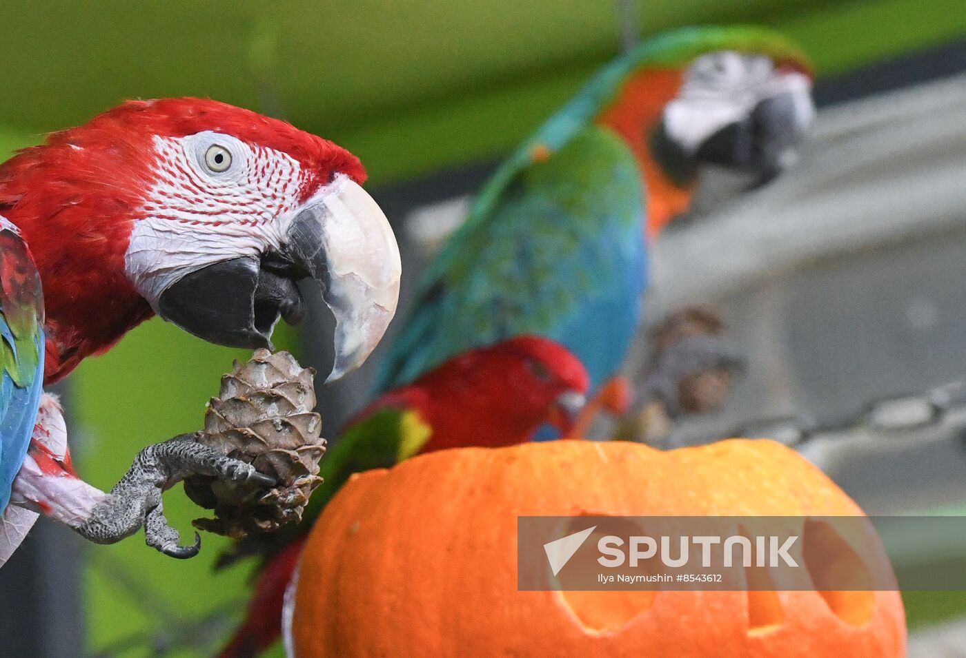 Russia Zoo Pumpkin Day