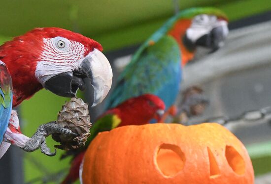 Russia Zoo Pumpkin Day